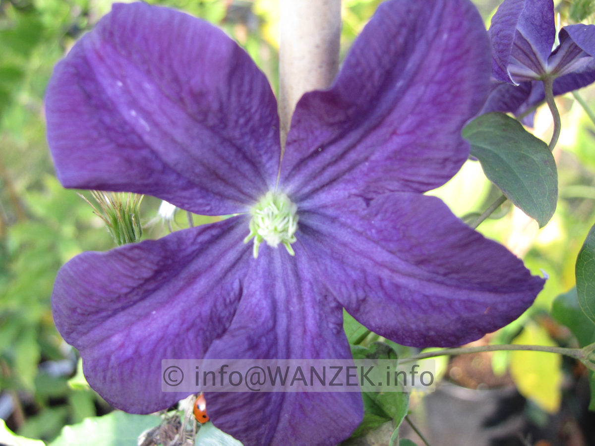 Clematis viticella Aotearoa - Macro.JPG